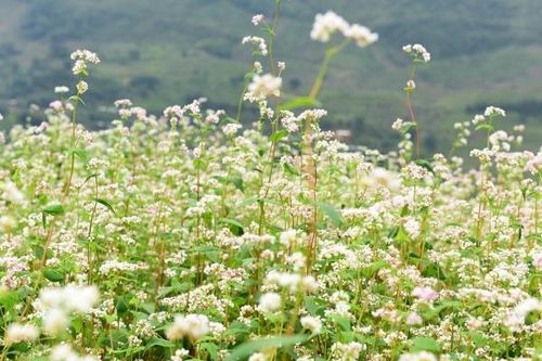 Lễ hội Hoa tam giác mạch - Sản phẩm sáng tạo của du lịch Hà Giang