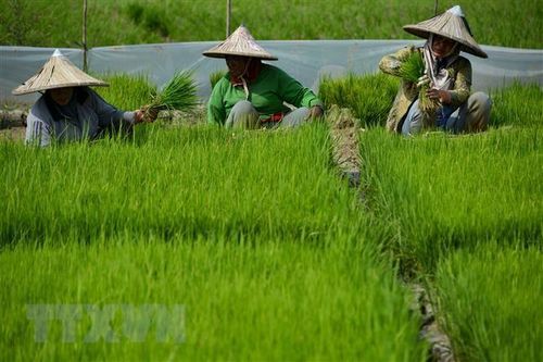 Giới đầu tư kêu gọi G20 điều chỉnh chính sách trợ cấp nông nghiệp