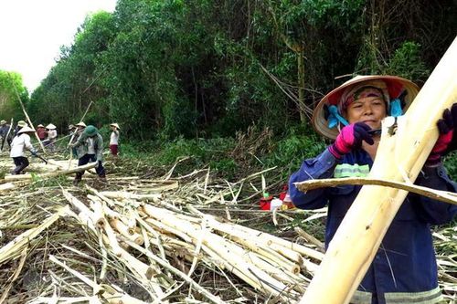 Thúc đẩy triển khai thỏa thuận Việt Nam-Mỹ về kiểm soát khai thác gỗ