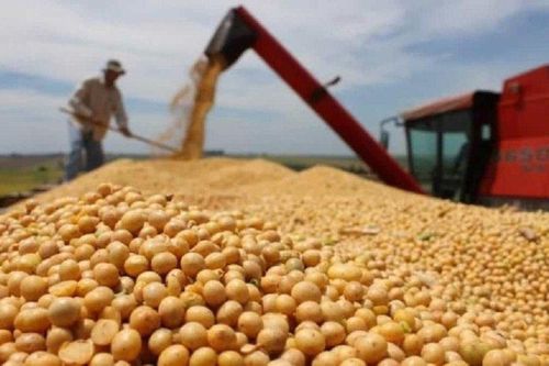 Vì sao giá đậu tương thế giới giảm mạnh?