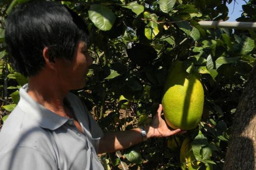 Những loại quả độc lạ nhất Việt Nam: Mít nửa tạ, na trăm triệu, chanh 3.5 kg...