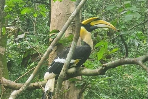 Thả 2 cá thể chim hồng hoàng quý hiếm về môi trường tự nhiên