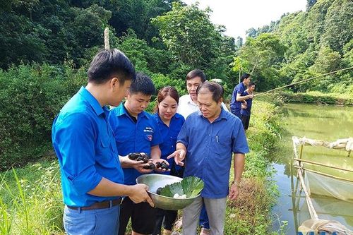 Bí thư đoàn trăn trở hỗ trợ đoàn viên khởi nghiệp