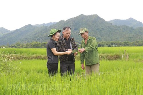 Mường Ảng: Hơn 1.000ha lúa nhiễm sinh vật gây hại