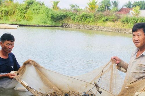 Nghề nuôi trồng thủy sản tại Phú Thiện: Tín hiệu khả quan