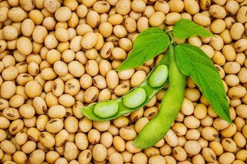 Thực hư chuyện bệnh nhân ung thư nên kiêng ăn đậu nành