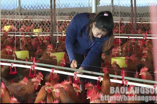 Thành công từ mô hình chăn nuôi gà an toàn sinh học