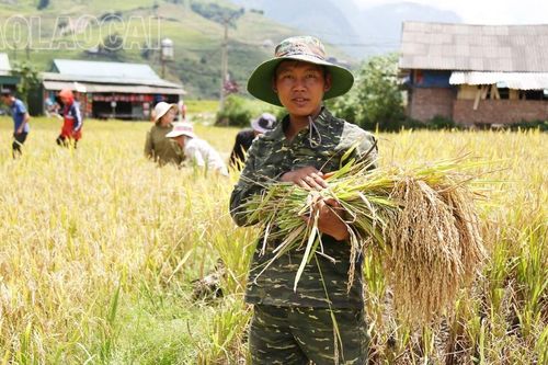 Nông dân Sa Pa vào vụ thu hoạch lúa mùa