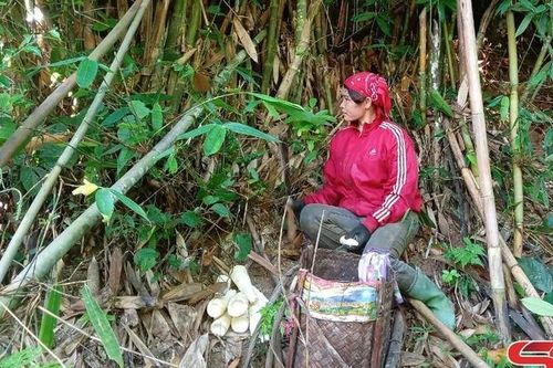 Mùa măng rừng Chiềng Yên