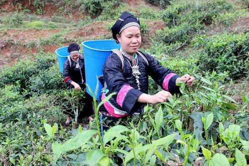 Miền núi khó khăn về hạ tầng là vùng đất giàu tiềm năng