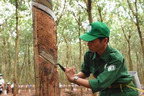 Cao su Phước Hòa chuẩn bị chi 264 tỷ đồng để trả cổ tức năm 2022
