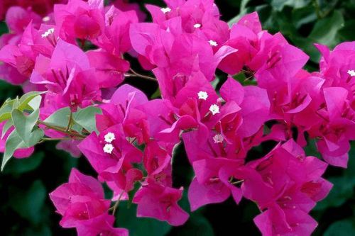 Hoa giấy có ăn được không?