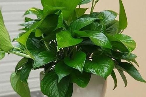 Nhà ẩm thấp và có mùi? Trồng 3 cây này vừa đẹp vừa khử mùi diệt khuẩn, đặc biệt rất dễ chăm