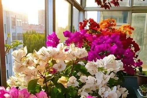 Hoa giấy trồng chỉ thấy lá không thấy hoa, dùng chiêu này hoa nở dày đặc suốt 200 ngày
