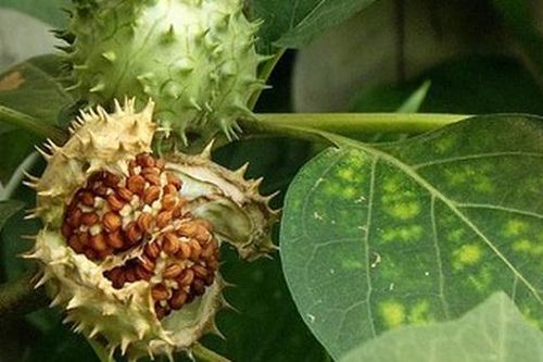 Vì sao cà độc dược lại là món ăn độc mang 'hơi thở của quỷ'?