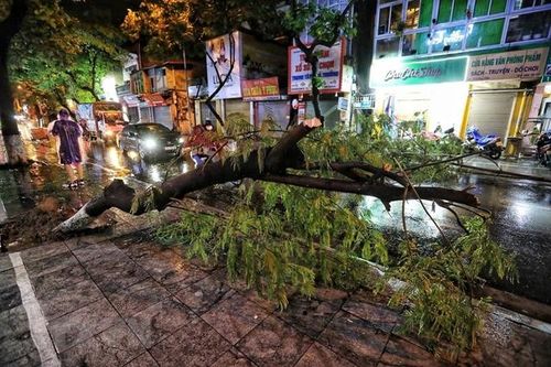Cây bất ngờ gãy đổ đè trúng người đi đường, chuyên gia chỉ các phòng tránh
