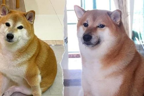 Netizen thương nhớ người bạn bốn chân được 'chế' meme nhiều nhất mạng xã hội