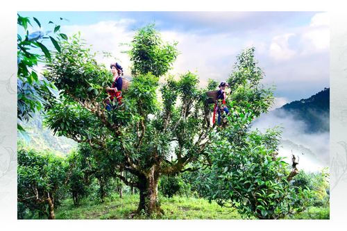 Làm thế nào để đưa trà Việt vươn tầm thế giới? Bài 2: Thiếu thương hiệu, trà Việt khó vươn tầm thế giới