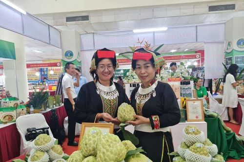 Những trái na 'siêu to' thu hút sự quan tâm người tiêu dùng Thủ đô