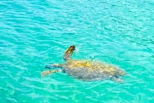 Sau một năm không mang rác thải nhựa lên đảo: Cá heo, rùa biển xuất hiện tại vùng biển Cô Tô