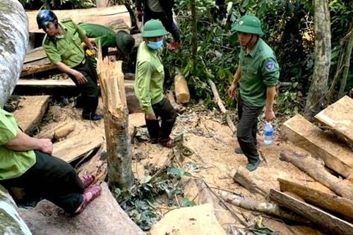 Hai đối tượng cưa 13 thân gỗ trong rừng phòng hộ