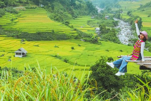 Ghé Sa Pa mùa lúa chín, khách mê mẩn cảnh ruộng bậc thang hoang sơ đẹp như tranh