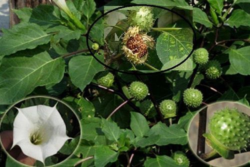 Loại quả 'bắt mắt' nhưng cực độc, nhiều người Việt lầm tưởng bổ cơ thể