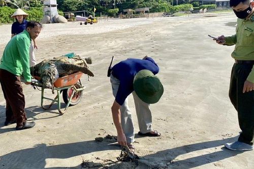 Điều tra nghi vấn cá thể Vích ở Côn Đảo bị kẻ xấu giết hại, lấy trứng
