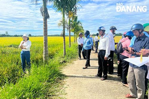 Nhiều giống lúa mới có năng suất và chất lượng ổn định