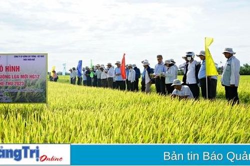 Hội thảo đầu bờ giống lúa HG12