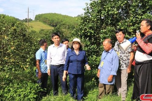 Đoàn công tác tỉnh Bắc Kạn thăm mô hình kinh tế, du lịch tại huyện Mộc Châu và Vân Hồ