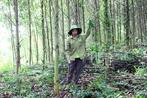 Yên Trạch phát huy thế mạnh đồi rừng
