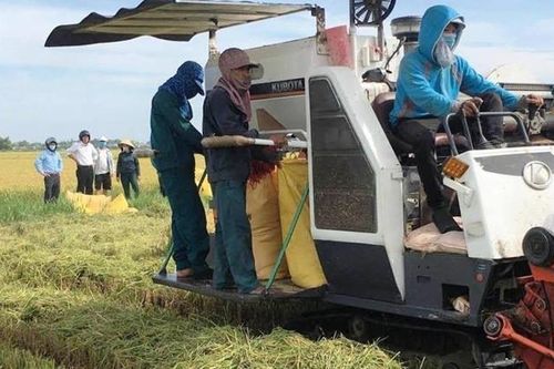 Nông dân Quảng Điền phấn khởi được mùa, được giá lúa hè thu