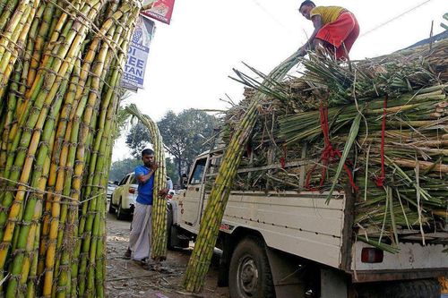 Giá đường nội địa tăng vọt, Ấn Độ sẽ cấm xuất khẩu đường trong niên vụ 2023/2024