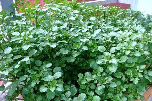 Loại rau được mệnh danh là chống ung thư tốt nhất thế giới