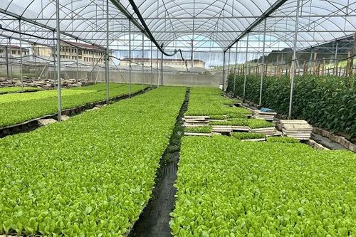Vân Hồ (Sơn La): Hành trình tăng tốc các loại hình doanh nghiệp