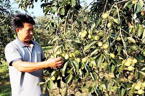Những cây trồng thế mạnh giúp nông dân làm giàu ở miền biên xứ Lạng