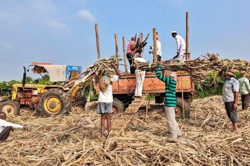Lần đầu tiên Ấn Độ ban hành lệnh cấm xuất khẩu đường