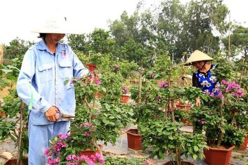 Quy hoạch vùng trồng hoa, cây cảnh chất lượng cao: Nâng cao hiệu quả kinh tế