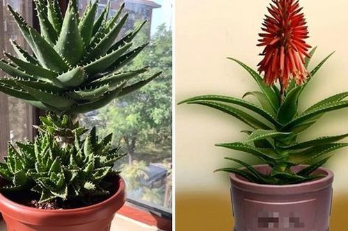3 cây cảnh thày lang xưa thích trồng, giúp không khí trong lành, nuôi người, dưỡng tâm