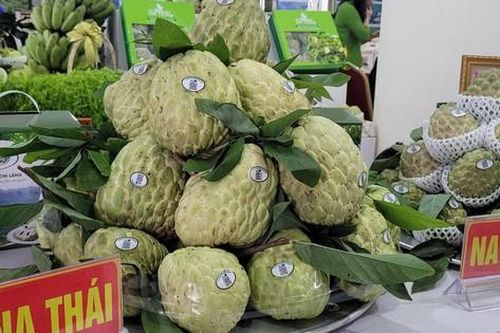 Những quả na 'siêu to' nặng tới 1kg mỗi quả thu hút người tiêu dùng Hà Nội