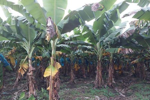 Vấn nạn kích điện bắt giun lại lan đến Lai Châu