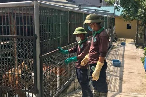 Nỗ lực bảo tồn loài hổ