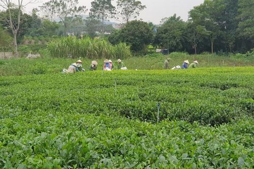 Chuyển đổi số để nâng cao đời sống, phát triển kinh tế nông thôn