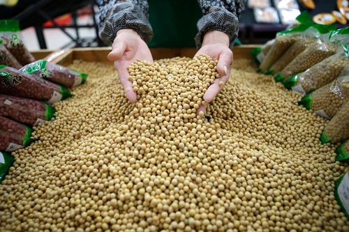 Giá đậu tương tăng do lo ngại về nguồn cung