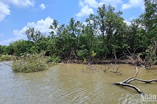 Cà Mau công bố tình huống khẩn cấp sạt lở bờ biển