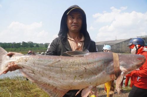 Người dân đổ xô đi bắt cá sau khi Thủy điện Trị An ngừng xả tràn