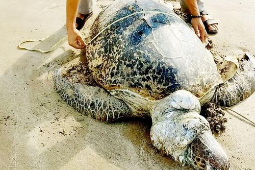 Điều tra nghi án sát hại vích ở Côn Đảo