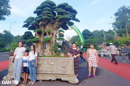 Cây duối được trả giá cả chục tỷ đồng, chủ chưa bán