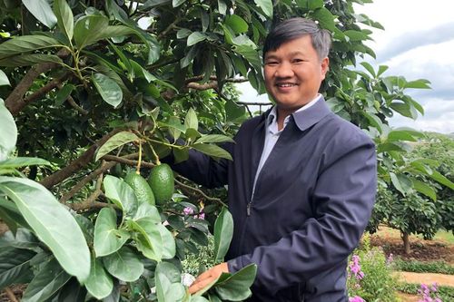 Đưa bơ OCOP lên tiktok
